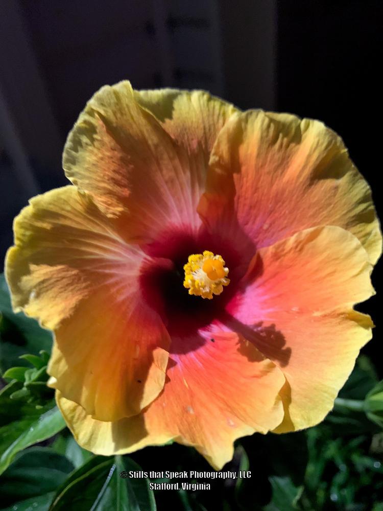 Photo of Tropical Hibiscus (Hibiscus rosa-sinensis 'Hawaiian Sunset') uploaded by Chantell