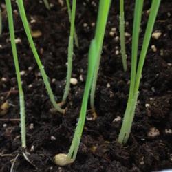 
Growth: Seeds, Water, and Rich Soil