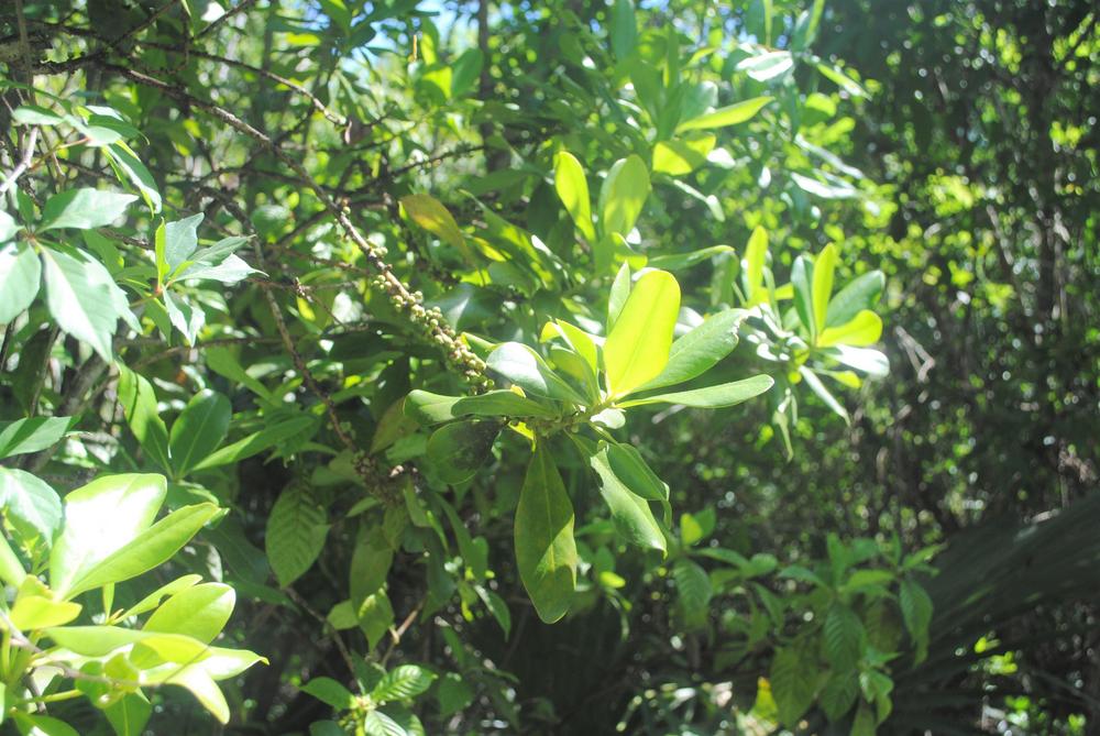 Photo of Pororoca (Myrsine floridana) uploaded by ILPARW