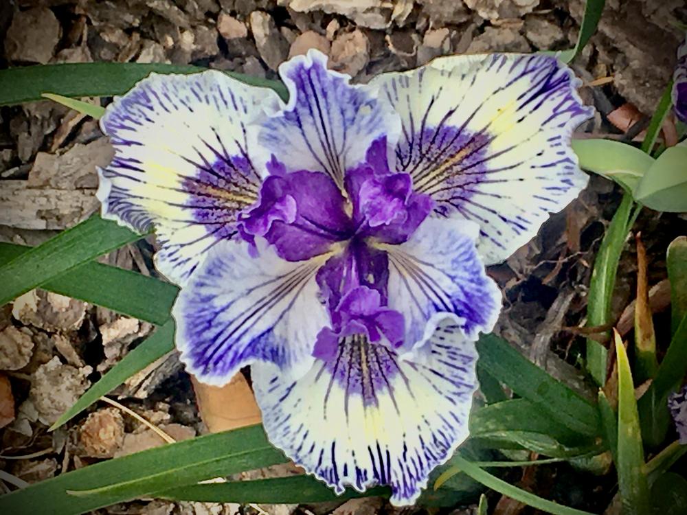 Photo of Pacific Coast Iris (Iris 'Caught in the Wind') uploaded by Iraygus