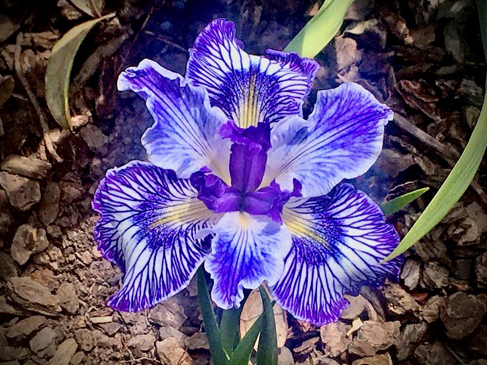 Photo of Pacific Coast Iris (Iris 'Rough Seas') uploaded by Iraygus