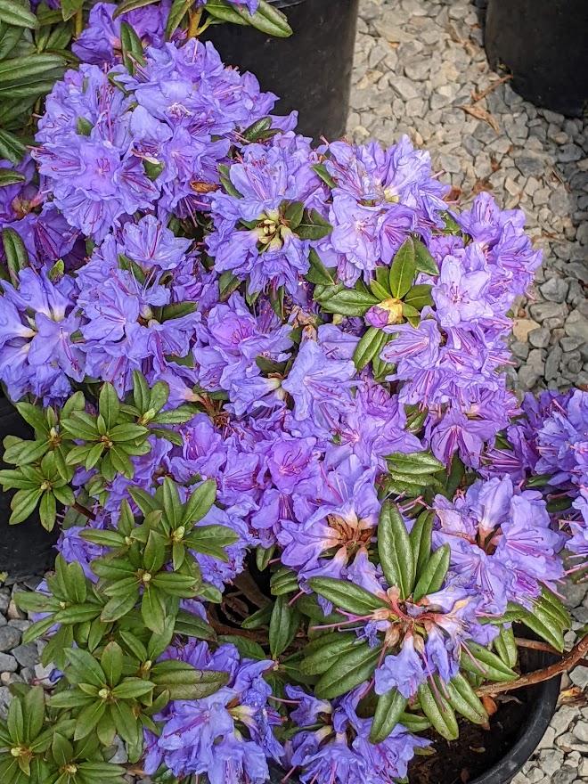 Photo of Rhododendron 'Blue Baron' uploaded by Joy