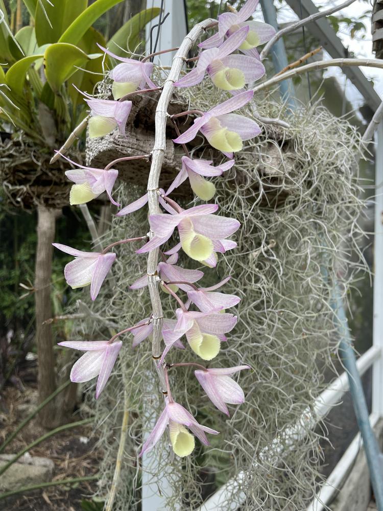 Photo of Orchid (Dendrobium aphyllum) uploaded by dyzzypyxxy
