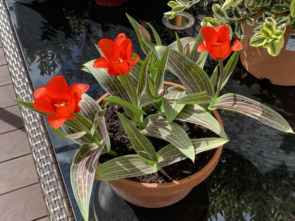 Photo of Greigii Tulip (Tulipa greigii 'Red Riding Hood') uploaded by ketsui73