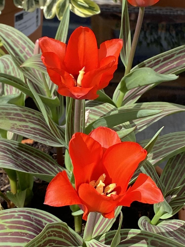 Photo of Greigii Tulip (Tulipa greigii 'Red Riding Hood') uploaded by ketsui73