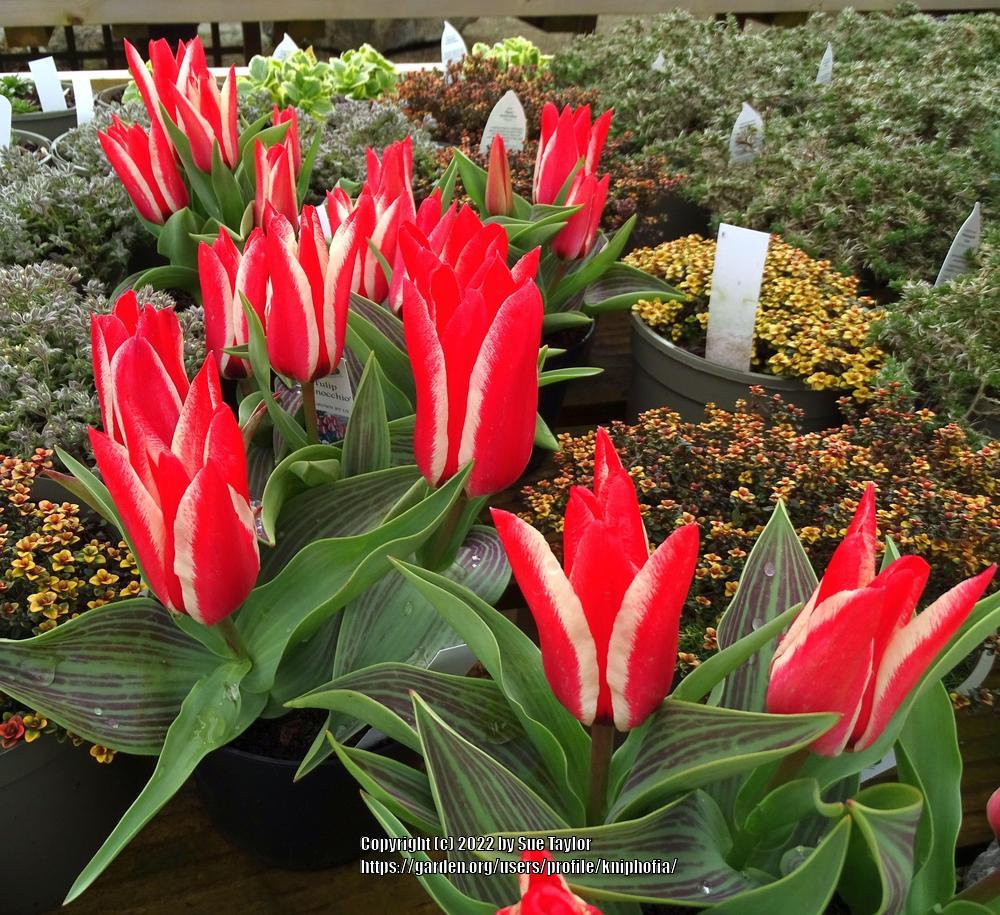 Photo of Tulip (Tulipa greigii 'Pinocchio') uploaded by kniphofia