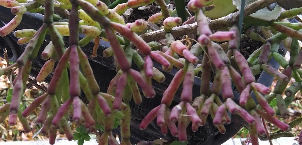 Photo of Dancing Bones Cactus (Hatiora salicornioides) uploaded by purpleinopp