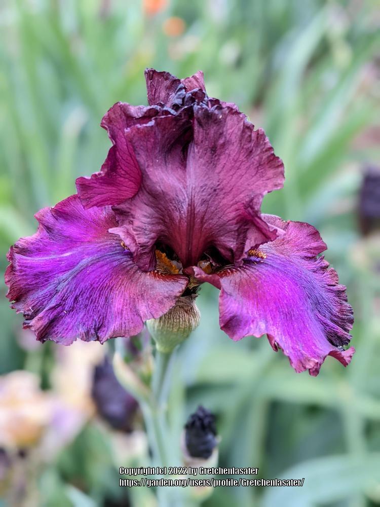Photo of Tall Bearded Iris (Iris 'Red Handed') uploaded by Gretchenlasater