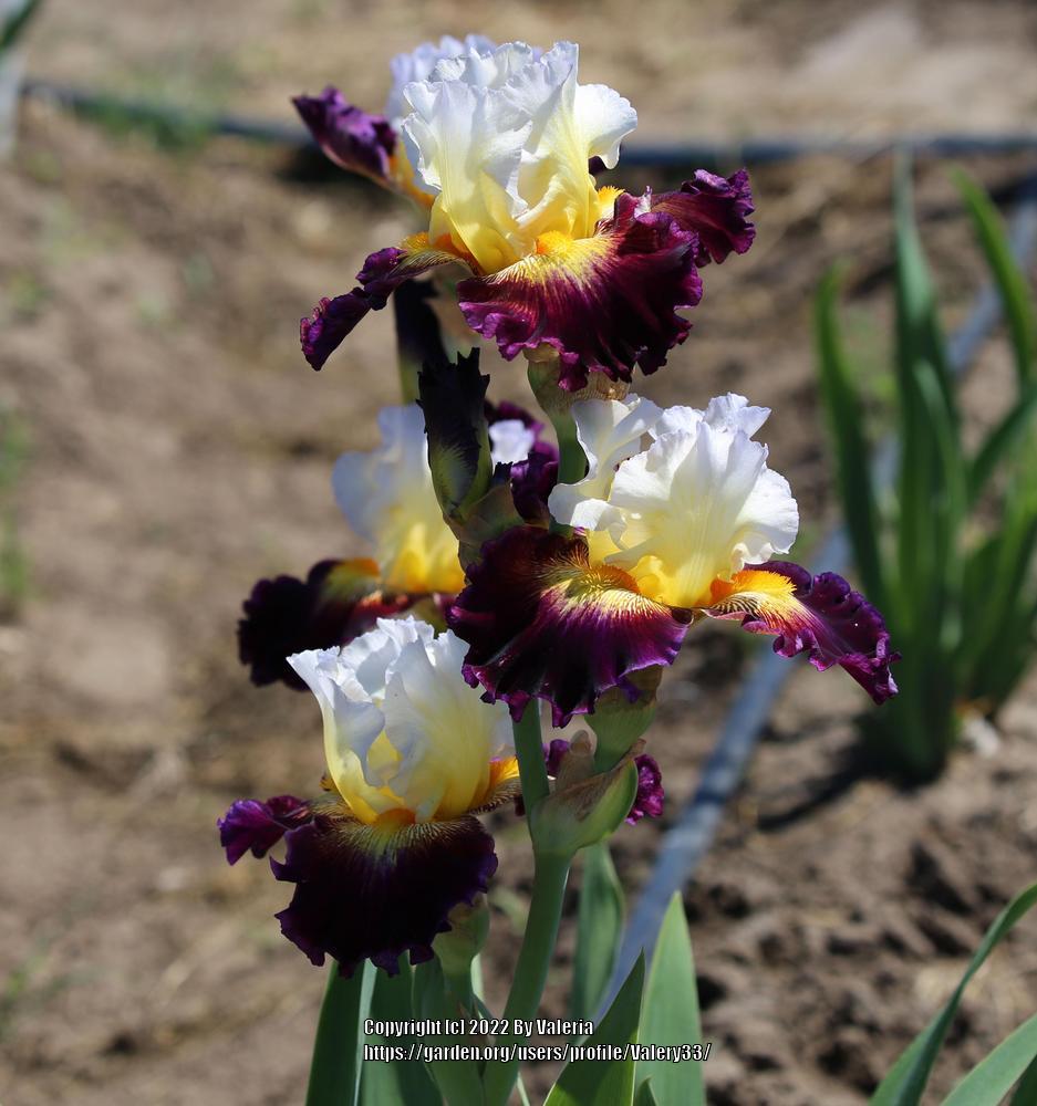 Photo of Tall Bearded Iris (Iris 'Shadow Bands') uploaded by Valery33