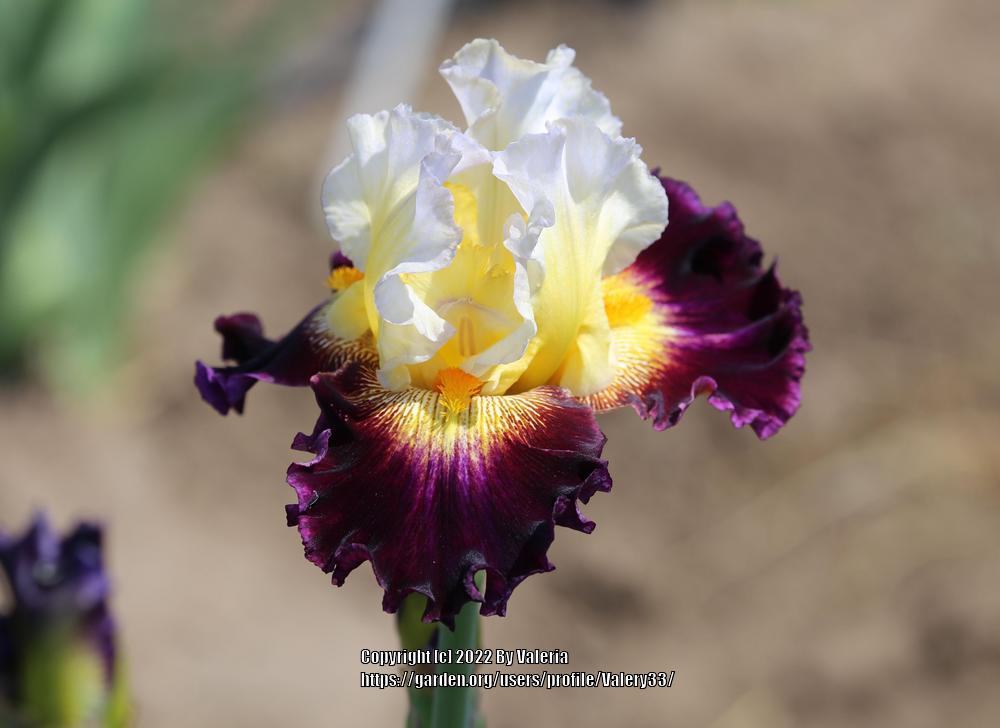 Photo of Tall Bearded Iris (Iris 'Shadow Bands') uploaded by Valery33