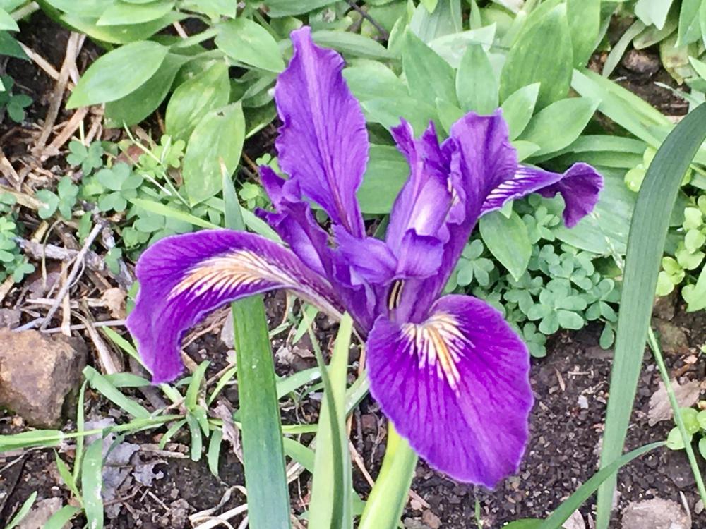 Photo of Species Iris (Iris douglasiana) uploaded by Iraygus