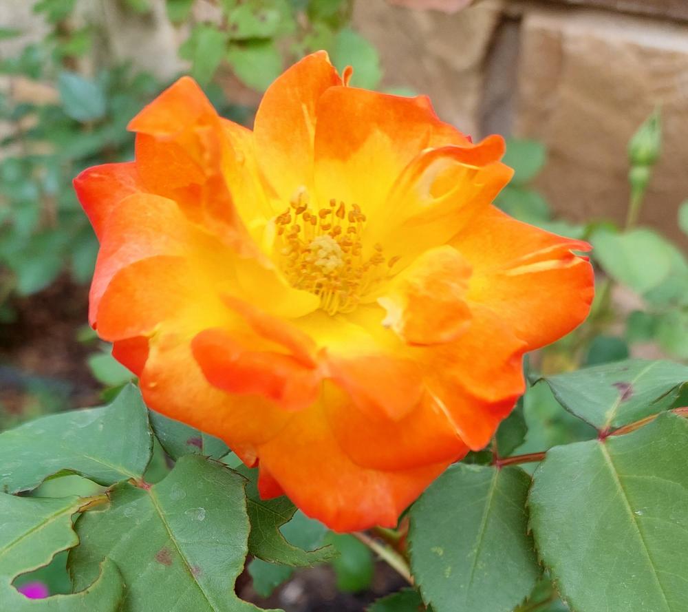 Photo of Rose (Rosa 'Pinata') uploaded by LindsayG