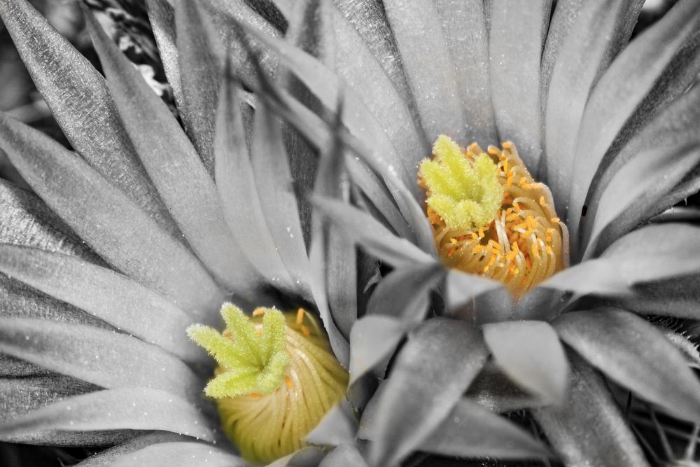 Photo of Pineapple Cactus (Coryphantha sulcata) uploaded by Smotzer
