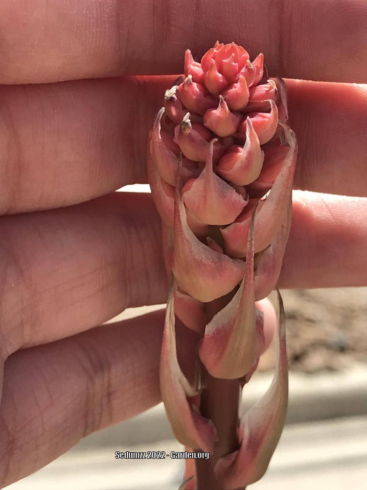 Photo of Red Yucca (Hesperaloe parviflora) uploaded by sedumzz