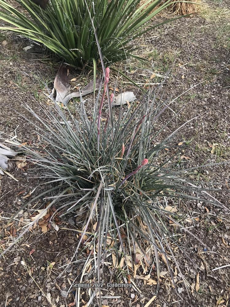 Photo of Red Yucca (Hesperaloe parviflora) uploaded by sedumzz