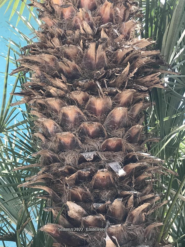 Photo of Mexican Fan Palm (Washingtonia robusta) uploaded by sedumzz
