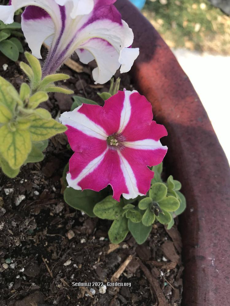 Photo of Multiflora Spreading/Trailing Petunia (Petunia Cascadias™ Bicolor Cabernet) uploaded by sedumzz