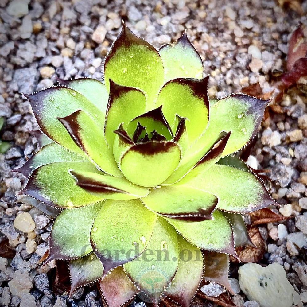 Photo of Hen and Chicks (Sempervivum 'The Big Easy') uploaded by springcolor