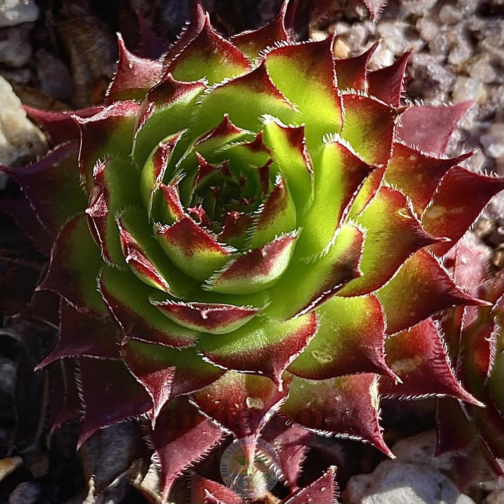 Photo of Hen and Chicks (Sempervivum 'Kermit') uploaded by springcolor