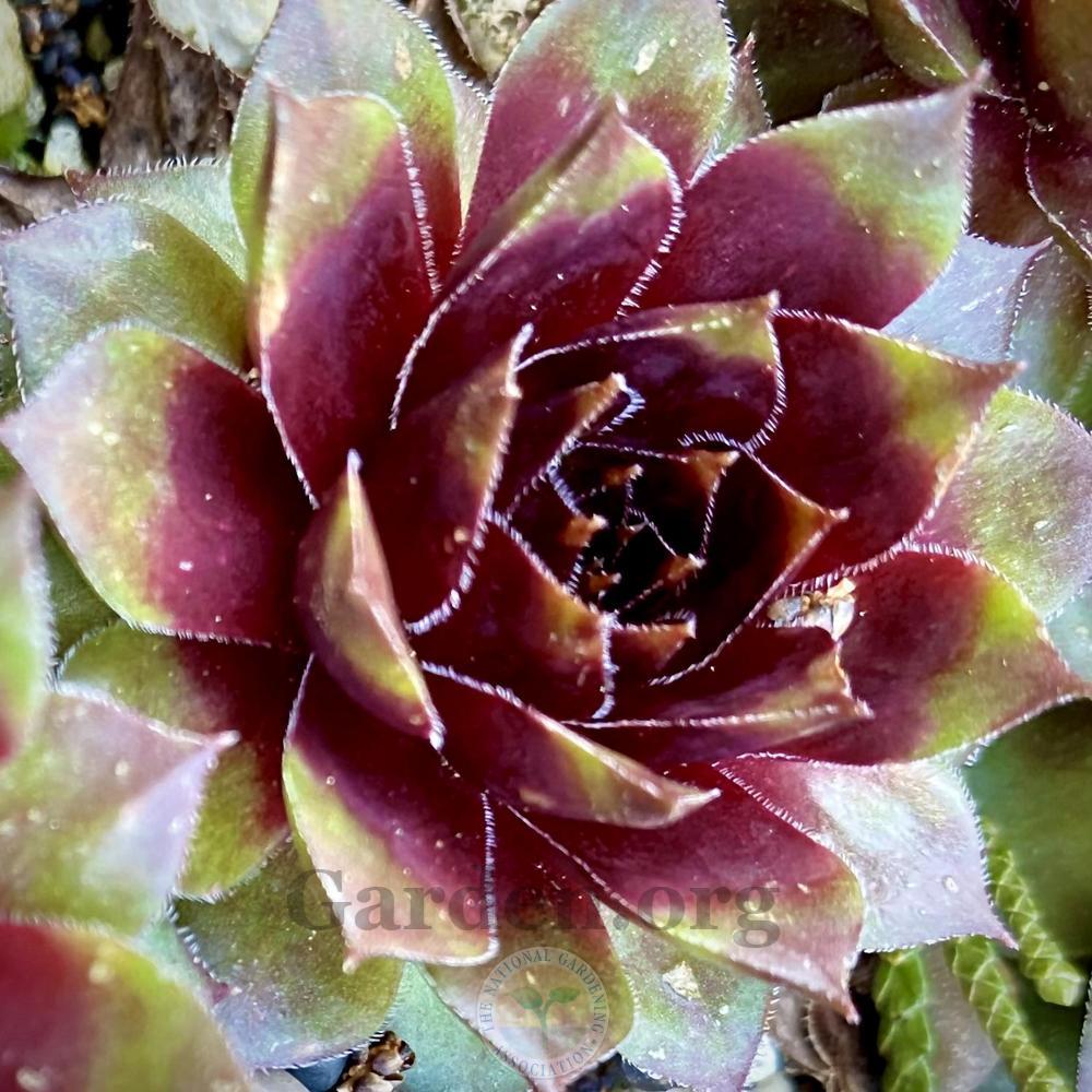 Photo of Hen and Chicks (Sempervivum 'Eyjafjalla') uploaded by springcolor