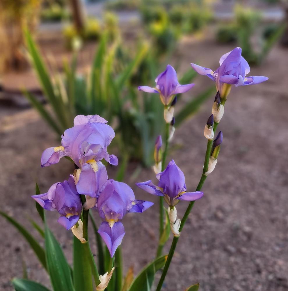 Photo of Tall Bearded Iris (Iris 'Bluet') uploaded by Bitoftrouble