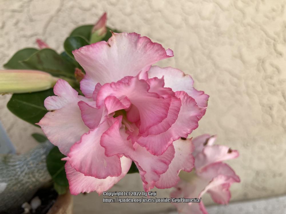 Photo of Desert Rose (Adenium obesum 'Pink Pearl') uploaded by GigiPlumeria