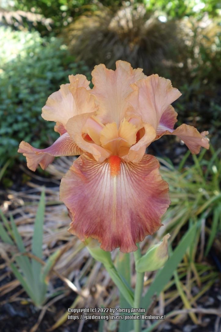 Photo of Tall Bearded Iris (Iris 'Role Model') uploaded by Henhouse