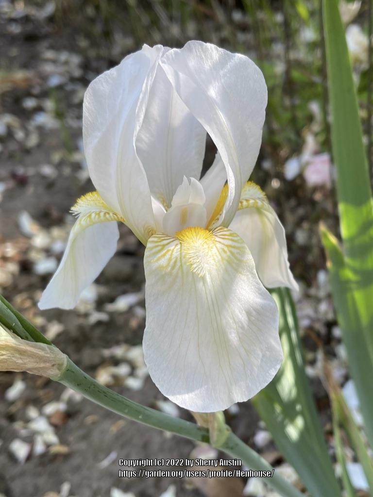 Photo of Tall Bearded Iris (Iris 'Parthenon') uploaded by Henhouse