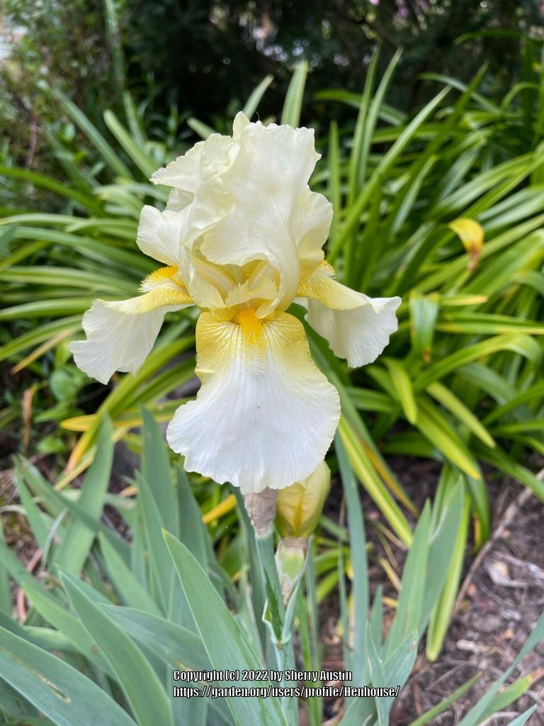 Photo of Tall Bearded Iris (Iris 'Spring Romance') uploaded by Henhouse