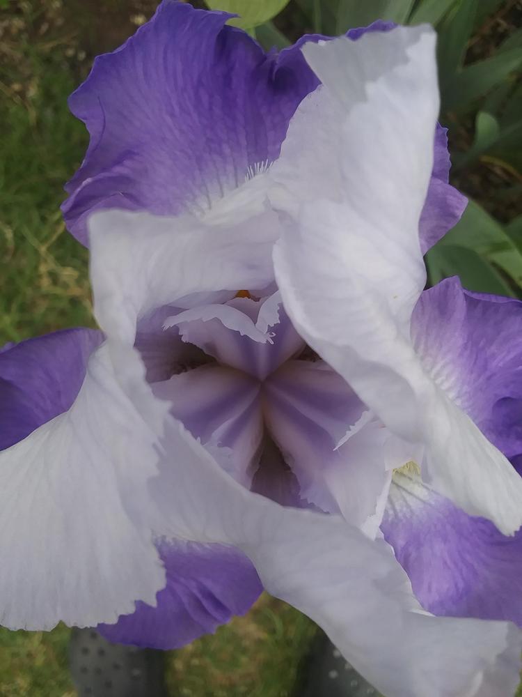 Photo of Tall Bearded Iris (Iris 'Surf Lady') uploaded by TexasStar