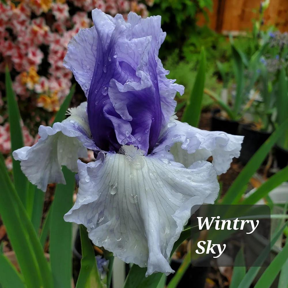 Photo of Tall Bearded Iris (Iris 'Wintry Sky') uploaded by jigs1968
