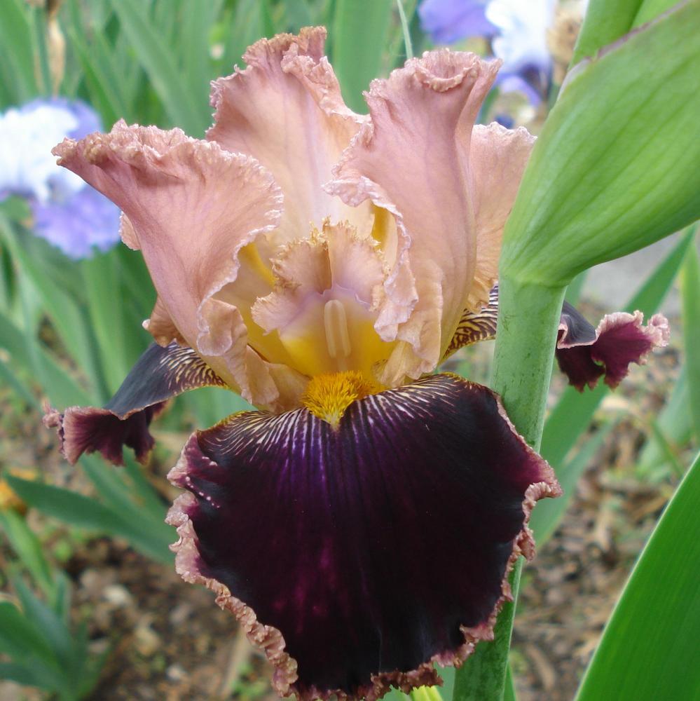 Photo of Tall Bearded Iris (Iris 'Cowboy Culture') uploaded by lovemyhouse