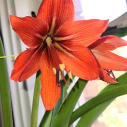Location: Indoors
Date: 2022-04-17
Unknown Perennial (Amaryllis or Lilly? or other!)