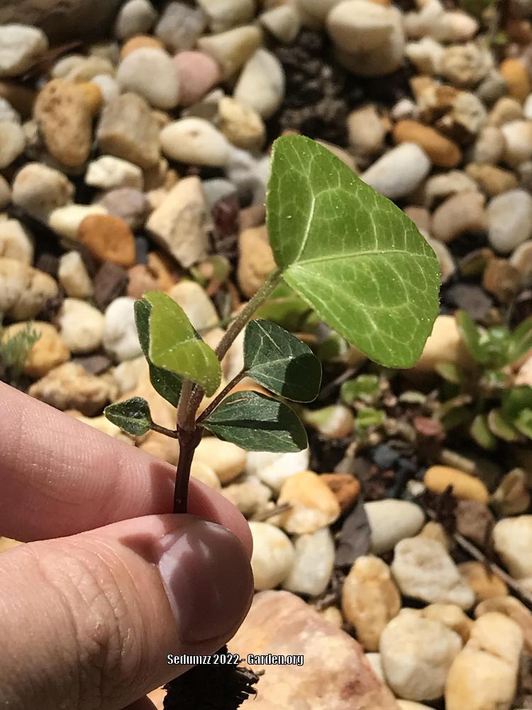 Photo of English Ivy (Hedera helix) uploaded by sedumzz