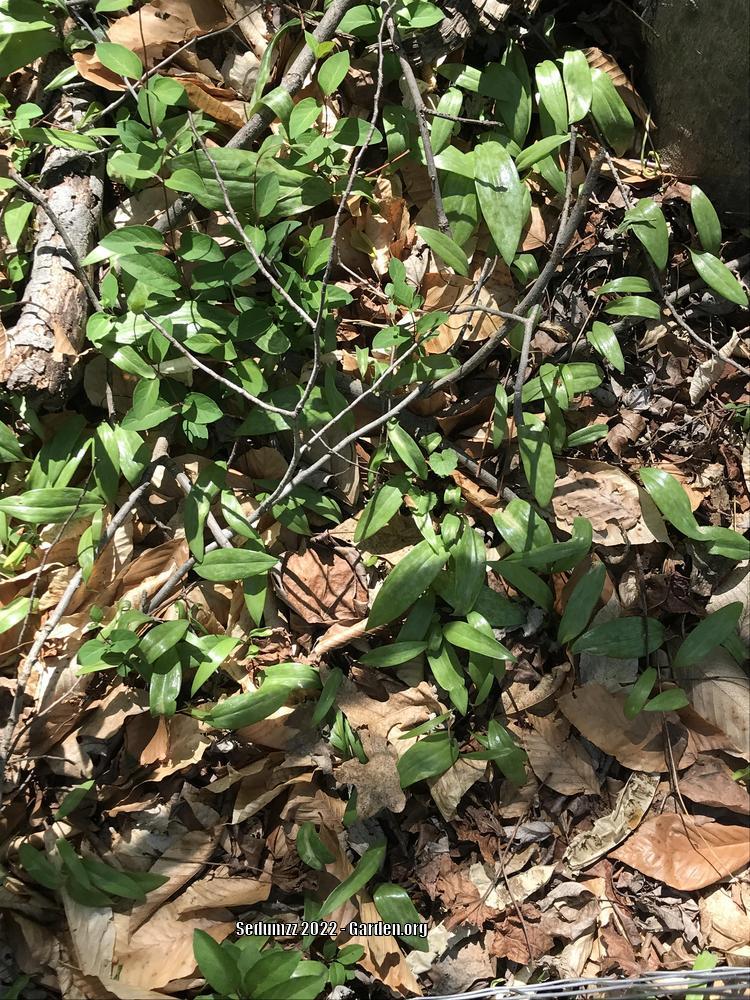 Photo of Trout Lily (Erythronium americanum) uploaded by sedumzz