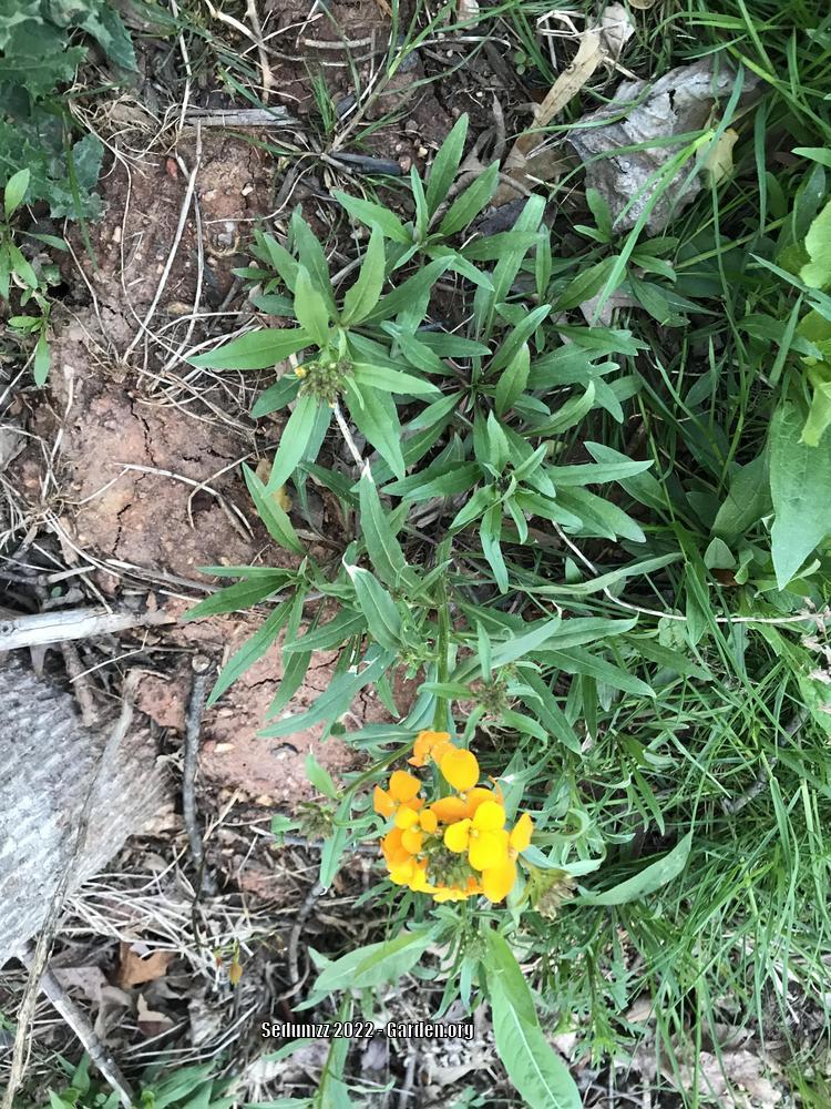 Photo of Common Wallflower (Erysimum cheiri) uploaded by sedumzz