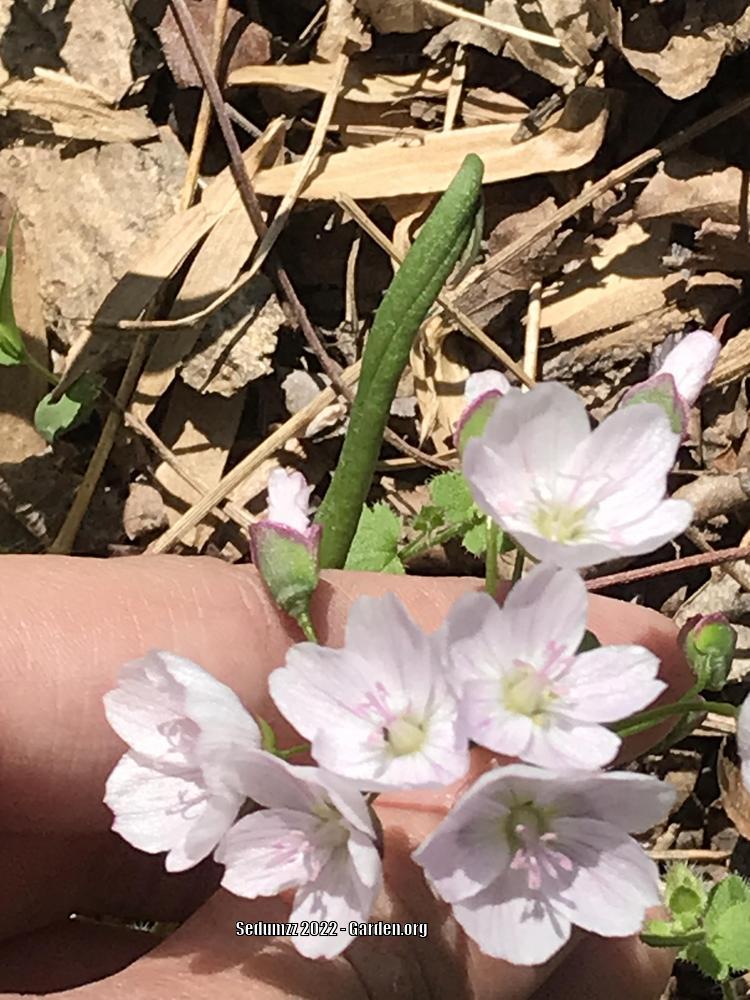 Photo of Spring Beauty (Claytonia virginica) uploaded by sedumzz