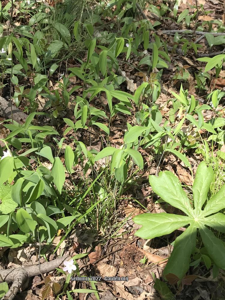 Photo of Merrybells (Uvularia sessilifolia) uploaded by sedumzz