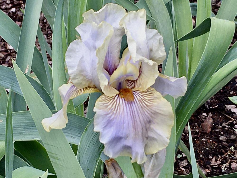 Photo of Tall Bearded Iris (Iris 'Green and Gifted') uploaded by Neela