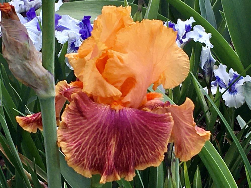 Photo of Tall Bearded Iris (Iris 'Bottle Rocket') uploaded by Neela