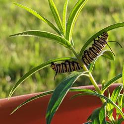 Location: Largo, FL
Date: 2022-04-19
They're getting fat on my small milkweed plants