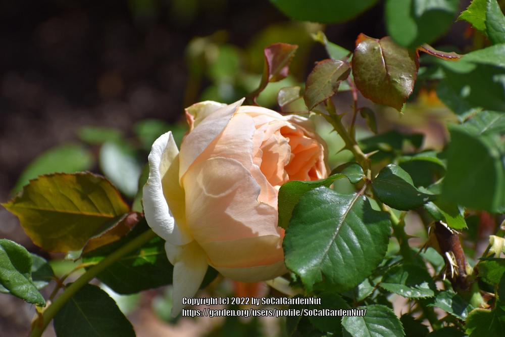 Photo of Rose (Rosa 'Jude the Obscure') uploaded by SoCalGardenNut