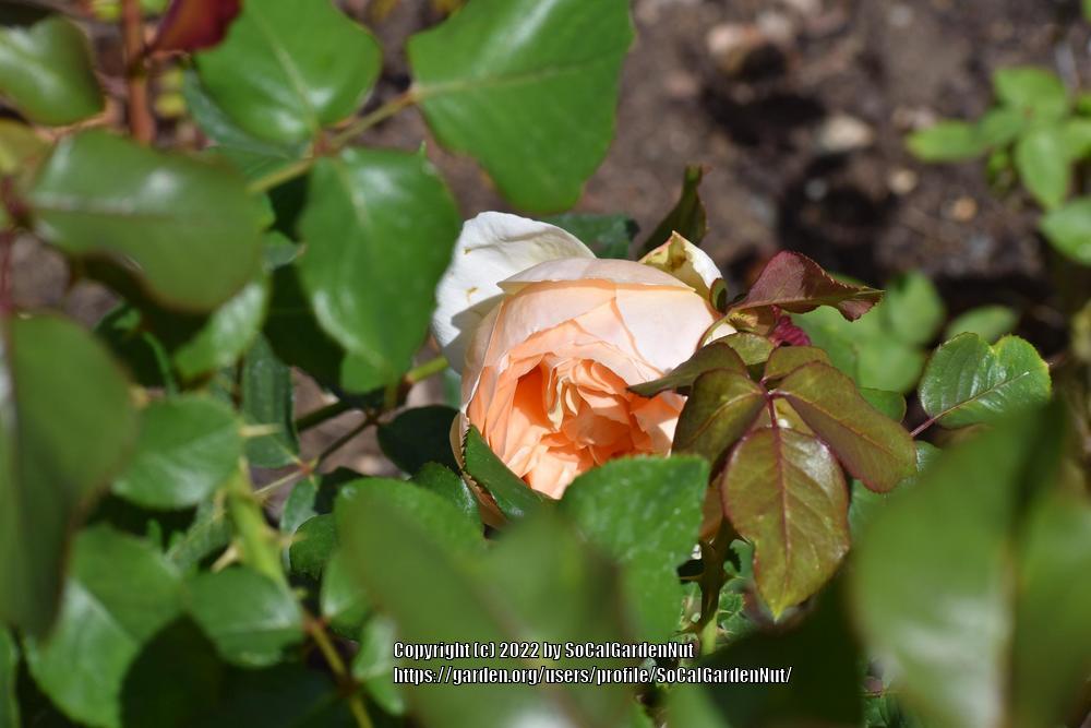 Photo of Rose (Rosa 'Jude the Obscure') uploaded by SoCalGardenNut