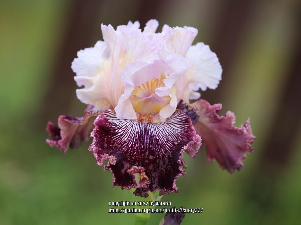 Photo of Tall Bearded Iris (Iris 'Samba Queen') uploaded by Valery33