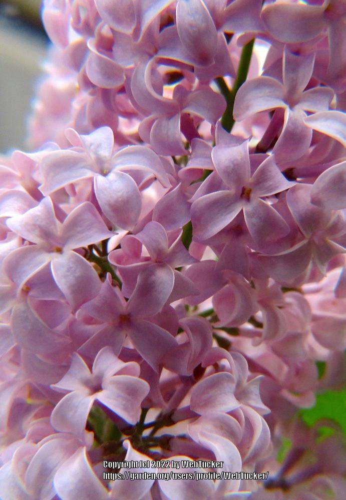 Photo of Common Lilac (Syringa vulgaris) uploaded by WebTucker