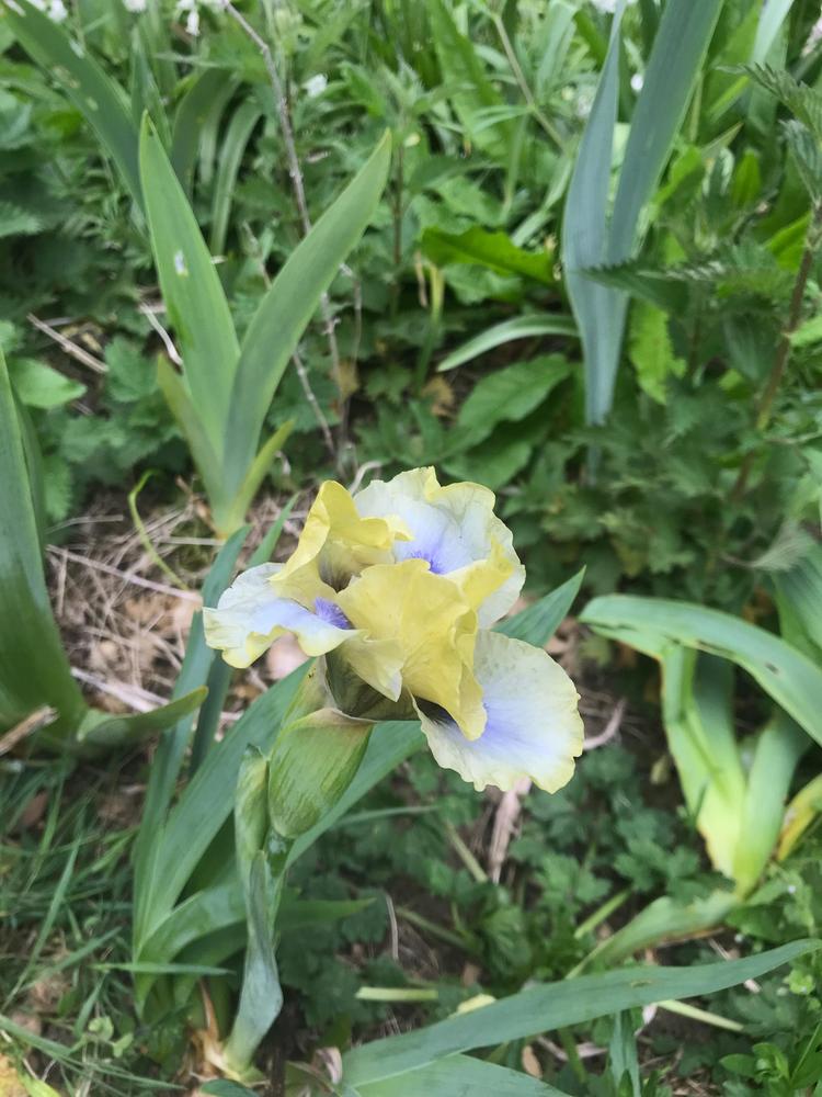 Photo of Standard Dwarf Bearded Iris (Iris 'Absolem') uploaded by cliftoncat