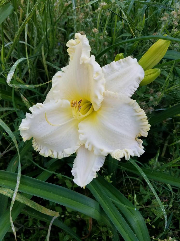 Photo of Daylily (Hemerocallis 'Lacy All Over') uploaded by hol36