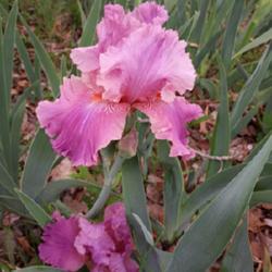 Location: Nocona,Texas zn.7 My gardens
Date: 2022-04-23
Beautiful pink!