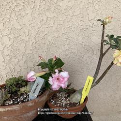 Location: Tampa, Florida
Date: 2022-04-21  My leaning desert roses.
Pink Pearl (regular desert rose media) and Pineapple Rose (bonsai