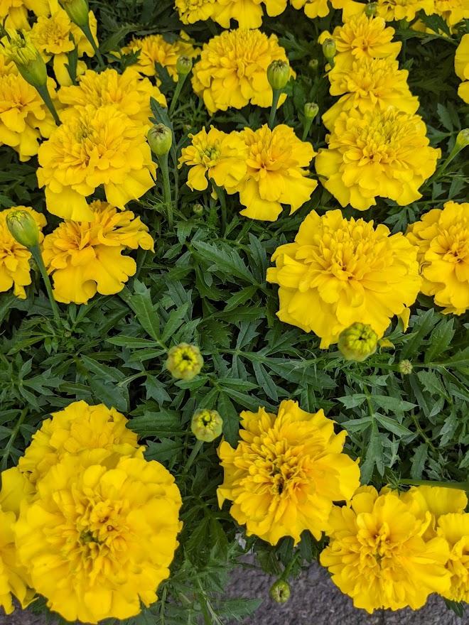 Photo of French Marigold (Tagetes erecta 'Bonanza Yellow') uploaded by Joy